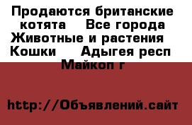 Продаются британские котята  - Все города Животные и растения » Кошки   . Адыгея респ.,Майкоп г.